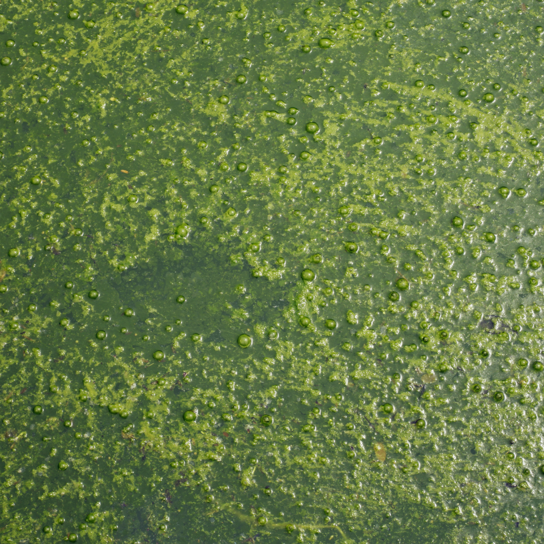 What is TUDCA and what does it do?