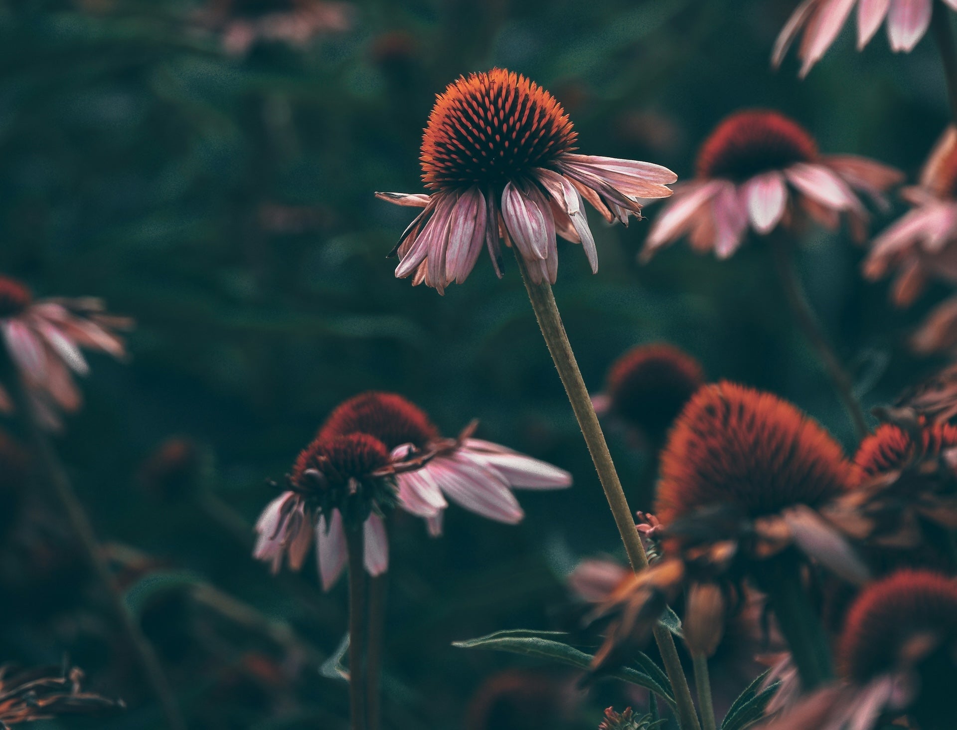 Progesterone and the Nervous System: How It Creates Psychological Safety