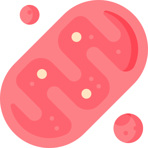mitochondria
