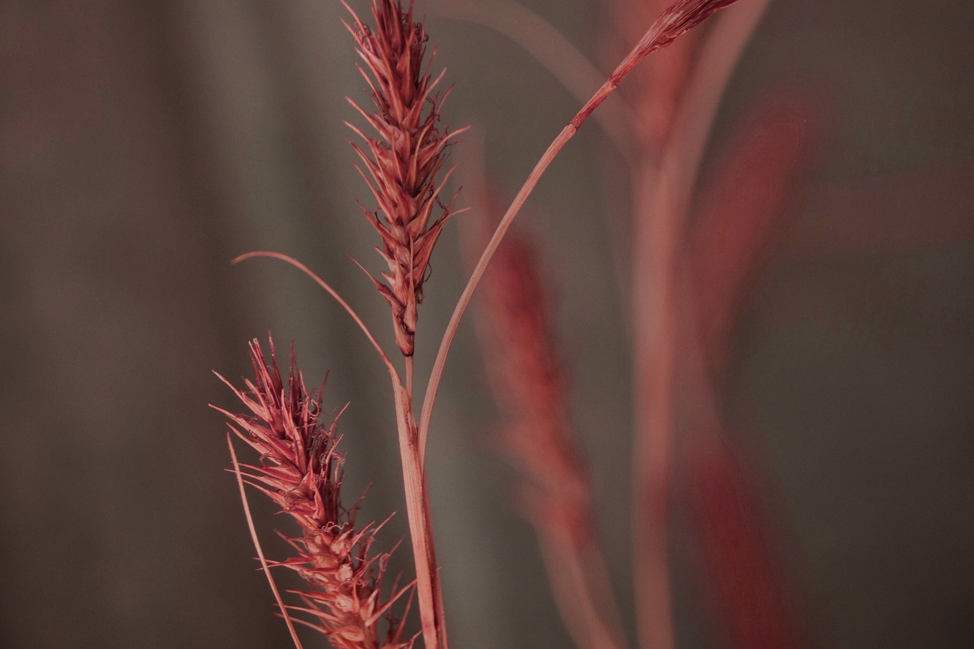 Understanding Inflammation as an Energy Imbalance