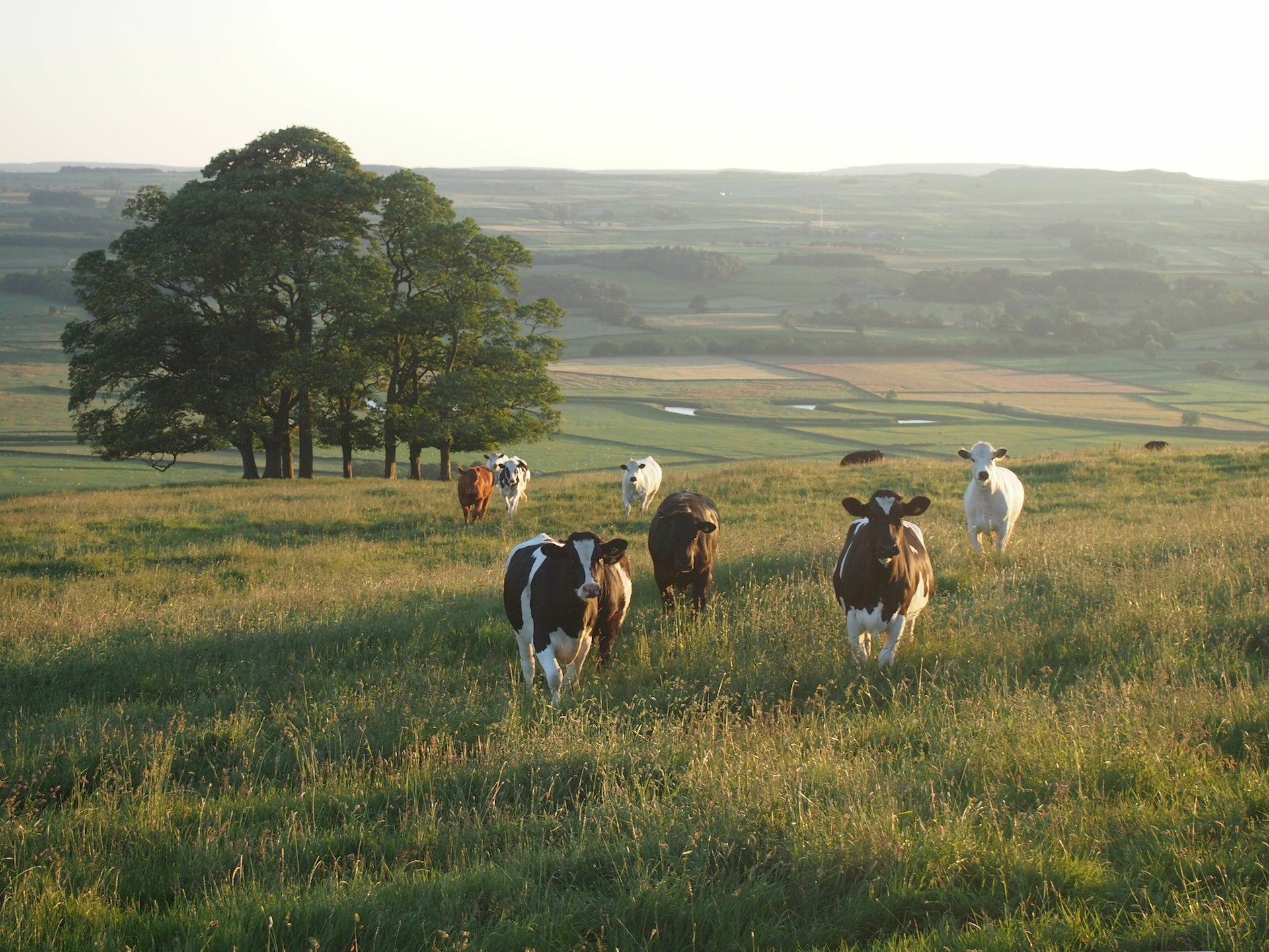 Meat in Context