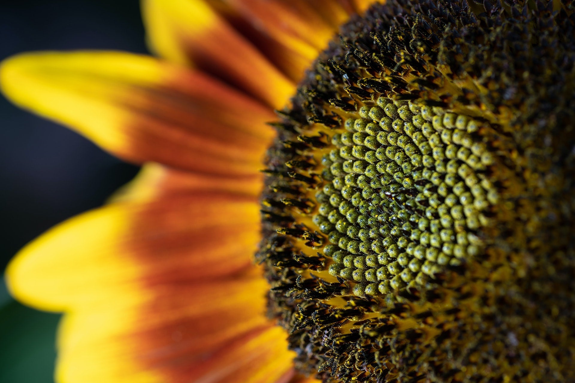 Vitamin E: Anti-Prolactin, Anti-Estrogen, Progesterone-Sparing