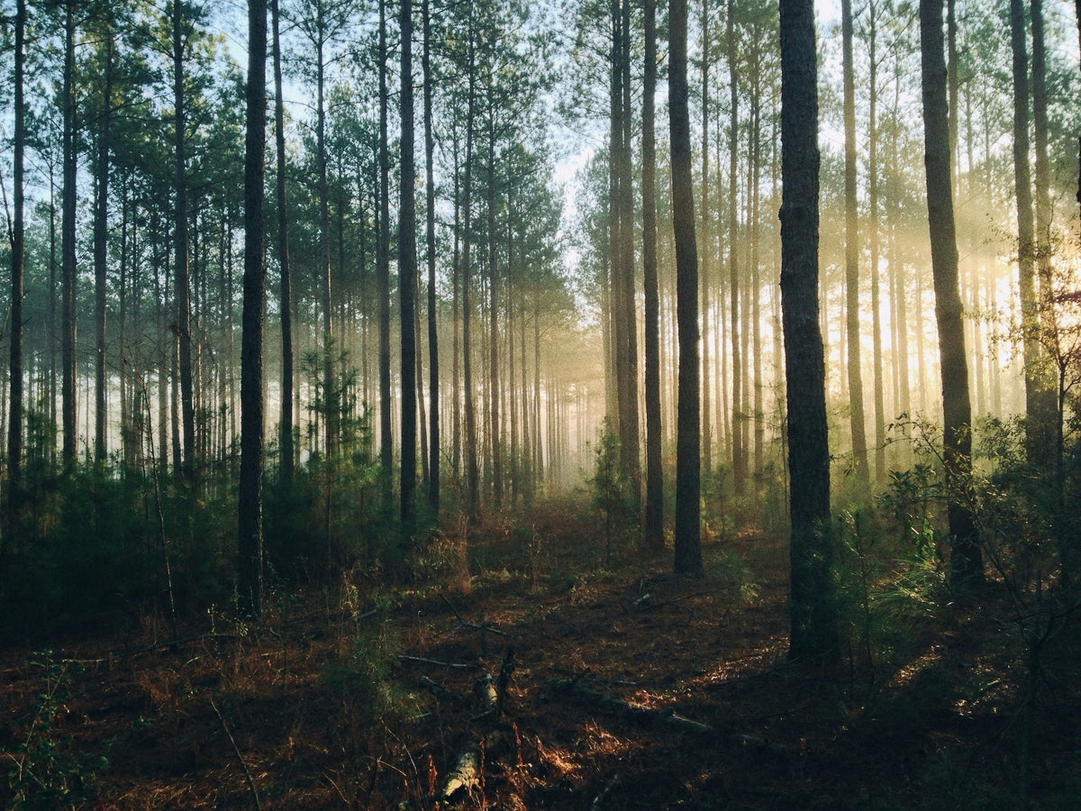 Why Your Next “Detox” Is a Waste of Time and Money
