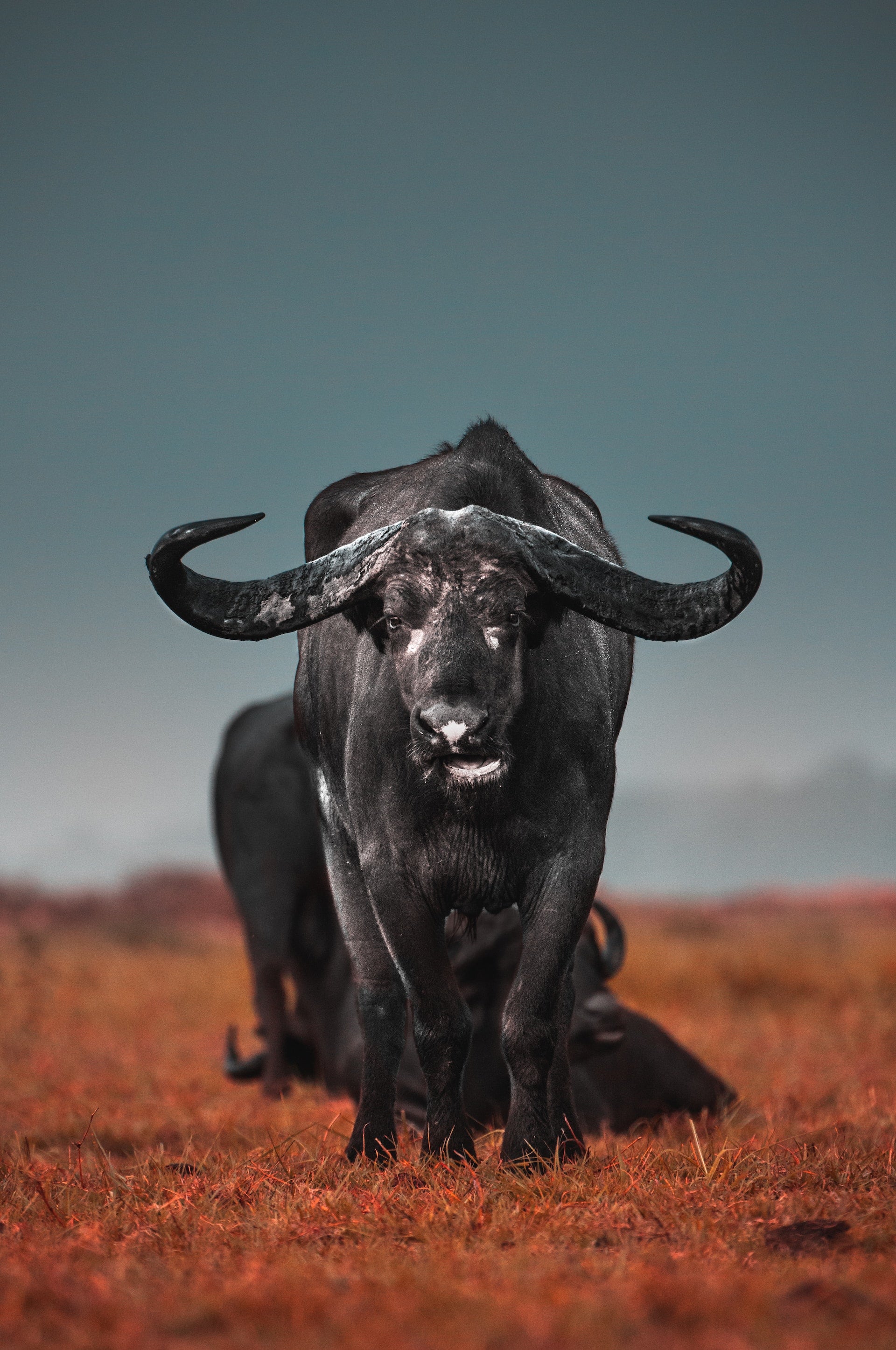 Study Spotlight: Taurine deficiency as a driver of aging