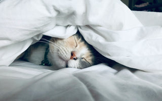 Why Sleep Should Be Your First Health Priority