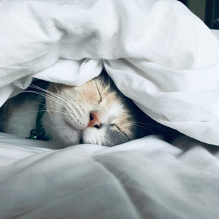 Why Sleep Should Be Your First Health Priority