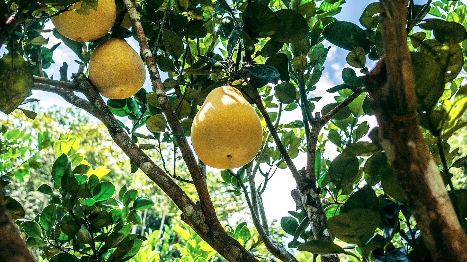 Thiamine and CO2 Production: The Gatekeeper of Glucose Oxidation