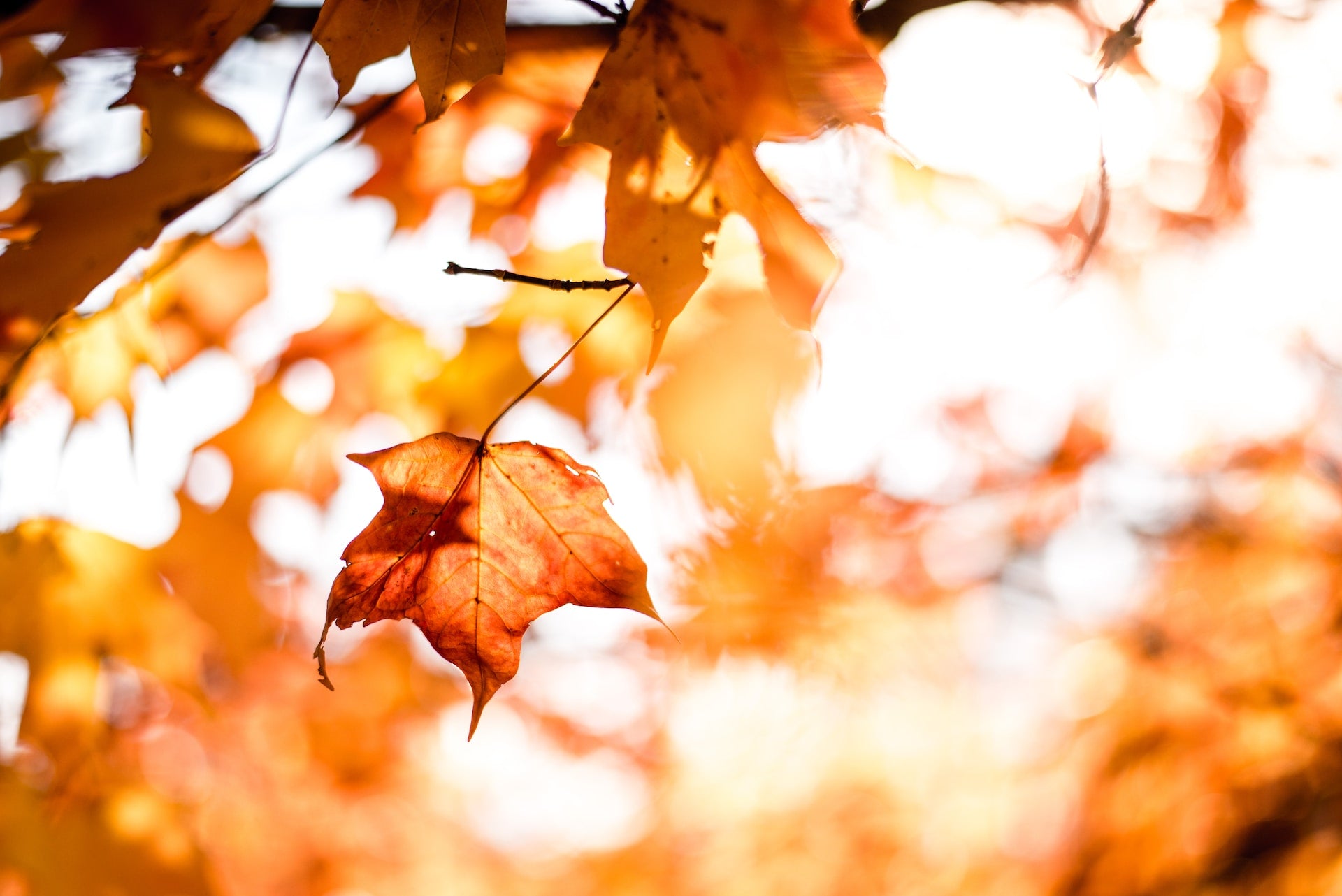 Supplements for Fall and Winter