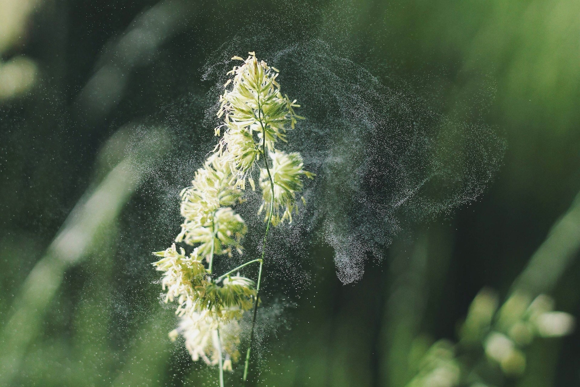 Histamine as a Metabolic Stress Signal: Why It Rises When Energy Is Low