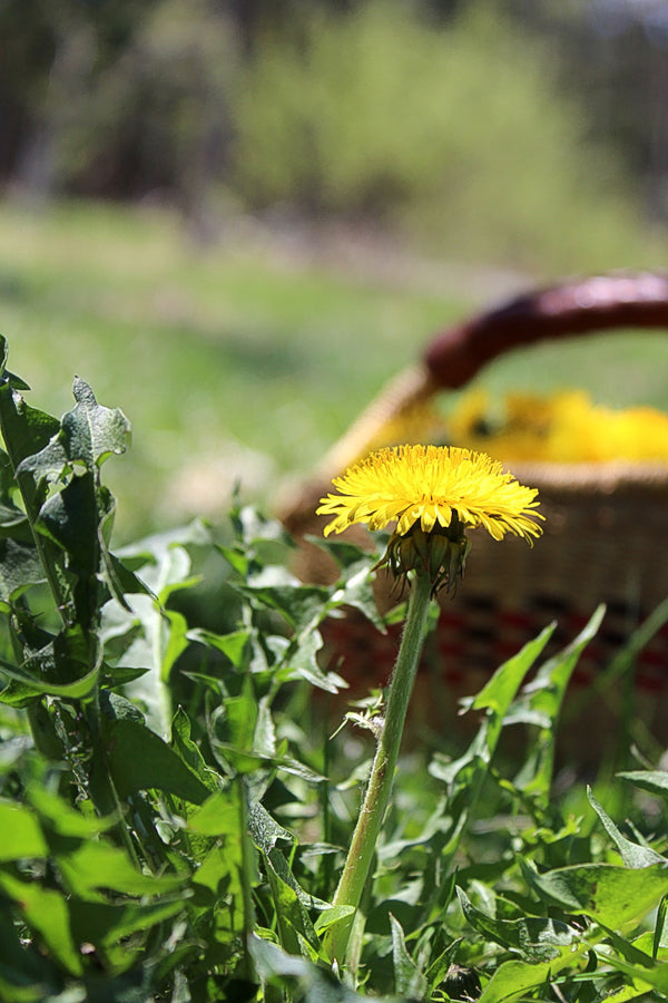 Dandelion Root