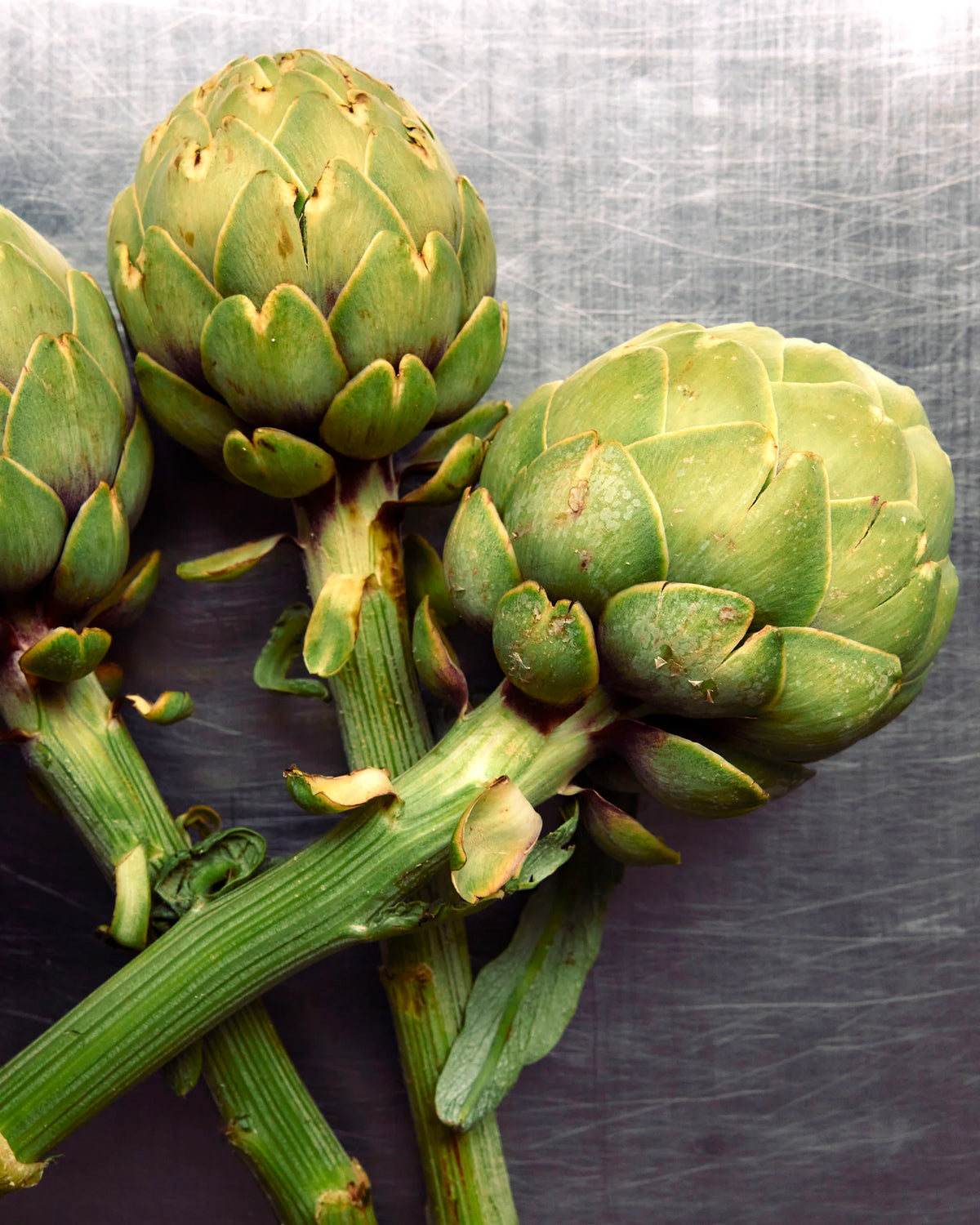Artichoke Leaf