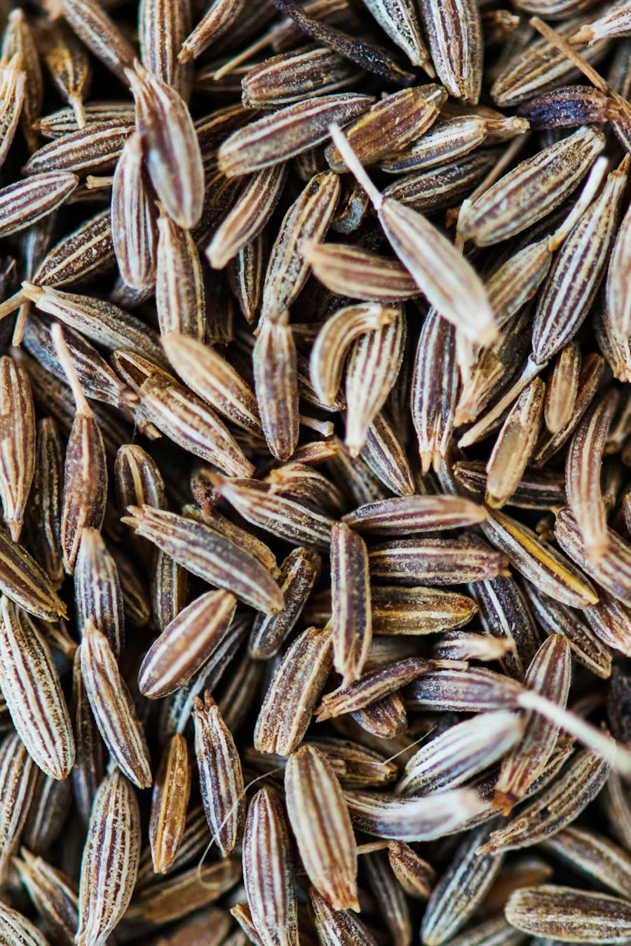 Fennel Seed