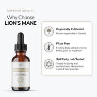Lion's Mane - Alcohol Free
